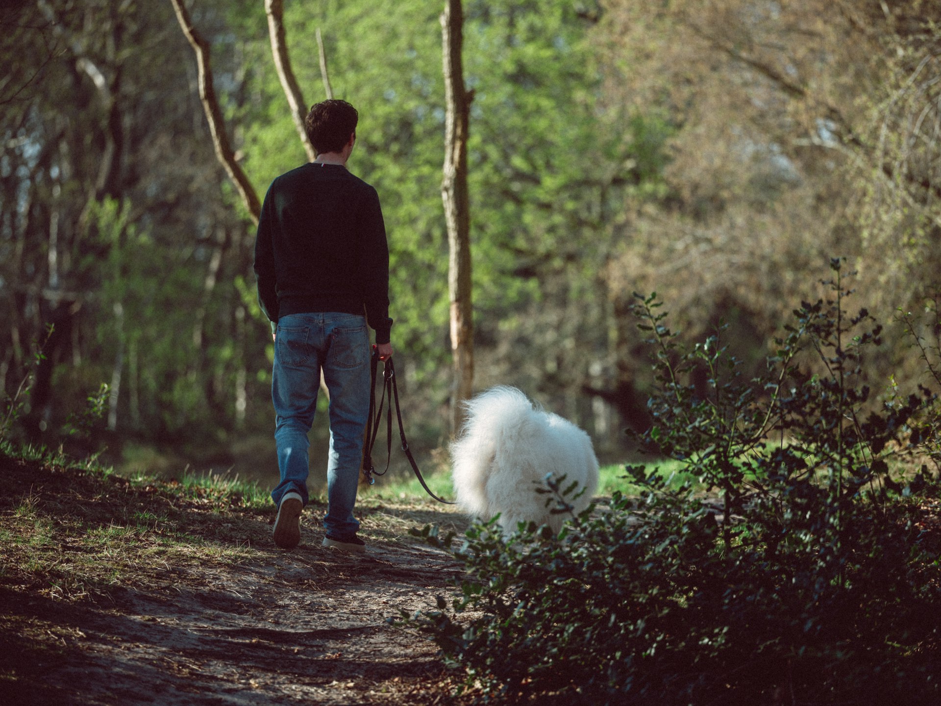 Man walks dog on a forest path.